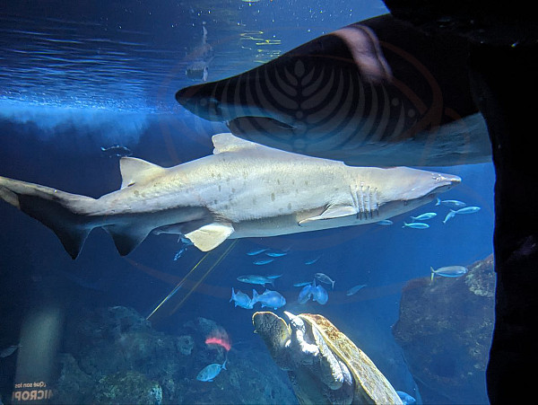 BIOPARC Acuario de Gijón