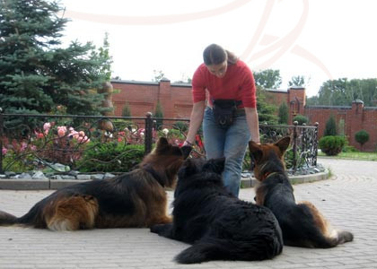 Дрессировка собак и кошек. Коррекция поведения собак и кошек. Канистерапия. изображение 1